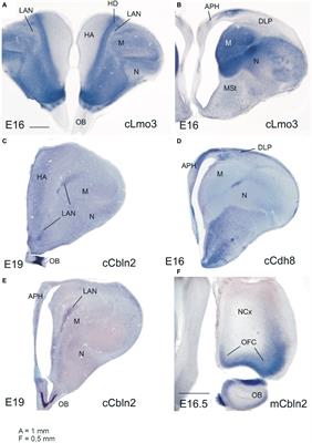 Evolution of Pallial Areas and Networks Involved in Sociality: Comparison Between Mammals and Sauropsids